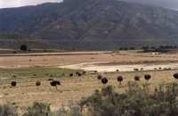 ostriches near Oudtshoorn with folded mountain
