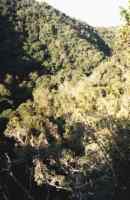 gorge in Knysna Forest