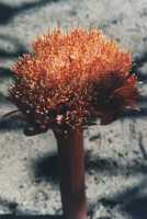 Haemanthus flower