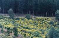 yellow flowers and forested slope