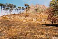 burned grass and pine trees in Rhodes Estate with Devil's Peak