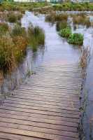 flooded boardwalk in Silvermine Estuary, Fish Hoek