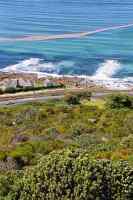 fynbos and red-tide at Muizenberg from Boyes Drive