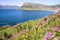 Fish Hoek and Simonstown with pelargoniums from Trappieskop