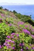 pelargoniums and False Bay from Trappieskop