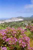 pelargoniums and Clovelley valley towards Peer's Cave