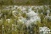 everlastings in Silvermine Nature Reserve
