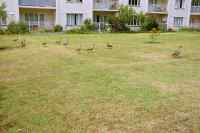 geese family at Charnwood