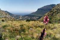 Vlakkenberg with flower and view over Hout Bay