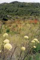 flowers in Silvermine Reserve