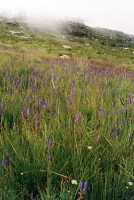 purple flowers in Silvermine Reserve