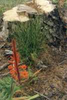 tree stump and regrowth