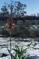 Watsonia sprouting after fire and burned bush