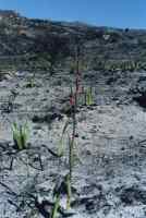 Watsonia sprouting from burned hillside