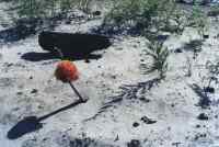 Heamanthus sprouting and bracken next to burned treestump