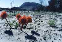 Heamanthus flowers and burned area