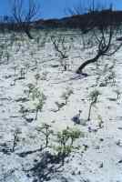 shoots sprouting from burned hillside