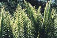 backlit ferns in Silvermine stream