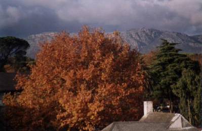 autumn tree with dark cloud and Muizenberg Mountain