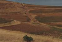 patterns in wheat-fields