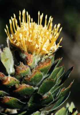 leucospermum conocarpodendron in Silvermine Nature Reserverve