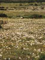 white daisies in West Coast National Park (with ibis)