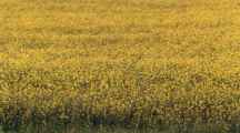 bright yellow rapeseed flowrs in field