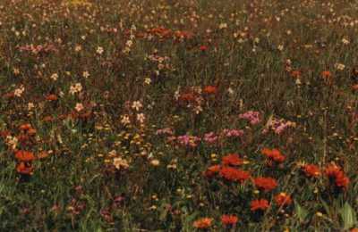 mixed wildflowers in field